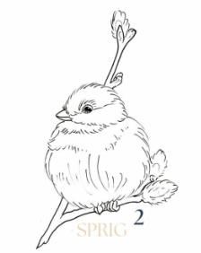 "Chickadee On Willow"